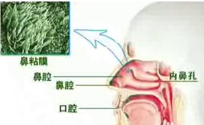 【文章分享】注意季节性鼻炎