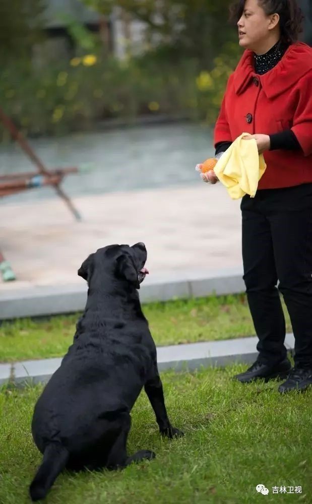 娱乐 正文 我是珍妮,中国第18条导盲犬 我最大的心愿是 导盲犬都可以