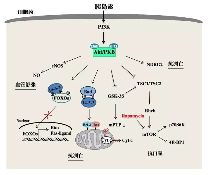 图2. pi3k-akt通路的心脏保护作用