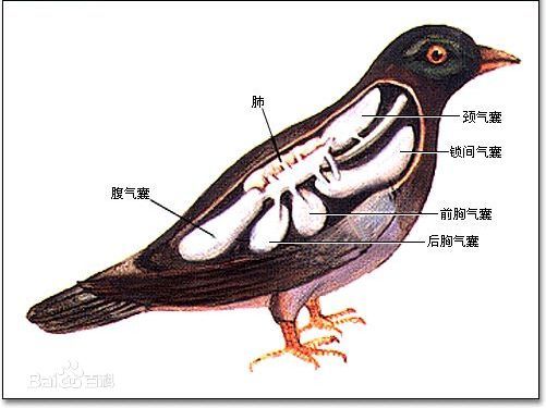 根据鸽子身体结构的解剖学研究证明,鸽子体内有9个气囊,由极薄的壁