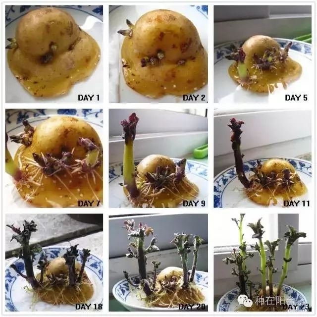 别以为阳台种植土豆光是为了吃还有很多你不知道的妙用