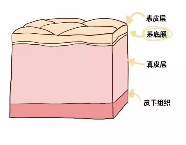 来看一下我们的皮肤结构你就明白了