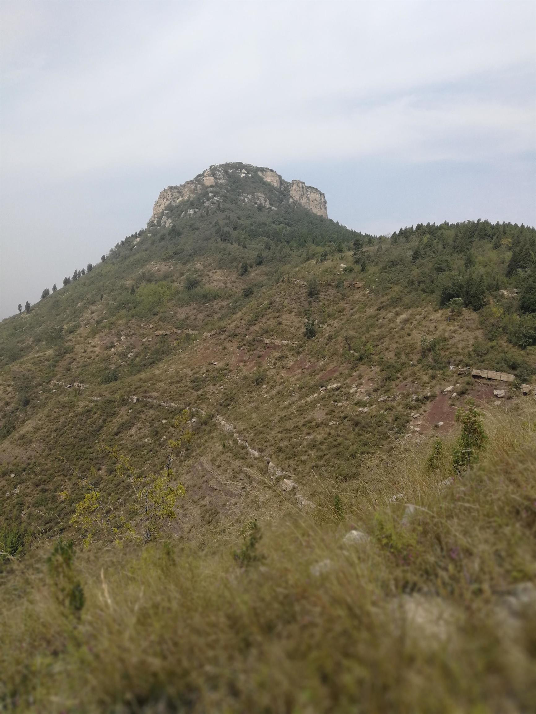 馒头山坡上, 一棵柿子树结满硕果.