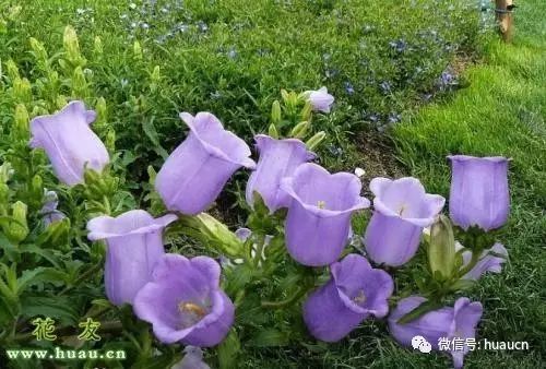 花语风铃草的花语和故事