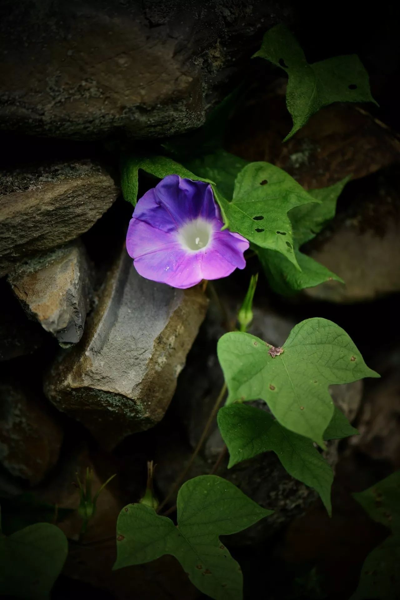 四时书望晓源的牵牛花