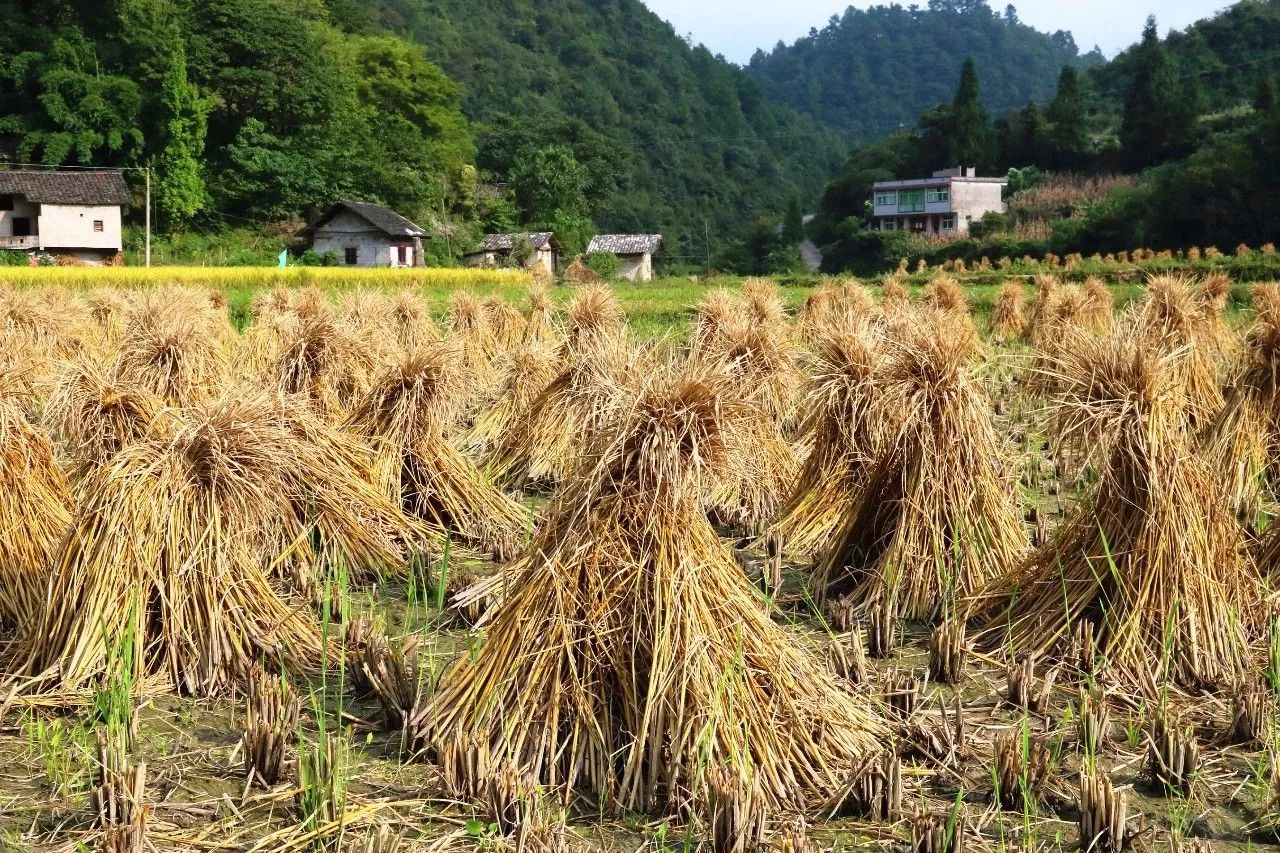 快来听,福泉凤山回荡的打米声,是否能勾起你的一点点乡思呢?