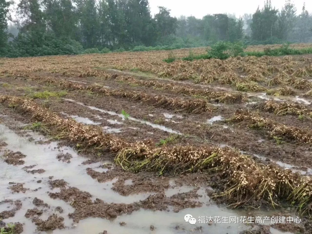 河南湖北安徽等地秋收让人揪心,为老百姓发声!(花生玉米连雨惨不忍睹)