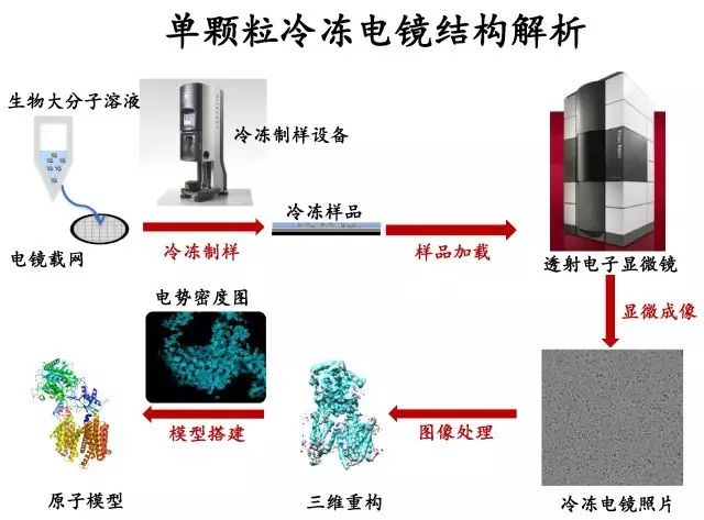 从龙套到大腕:冷冻电镜技术的逆袭 --- 新年展望的编