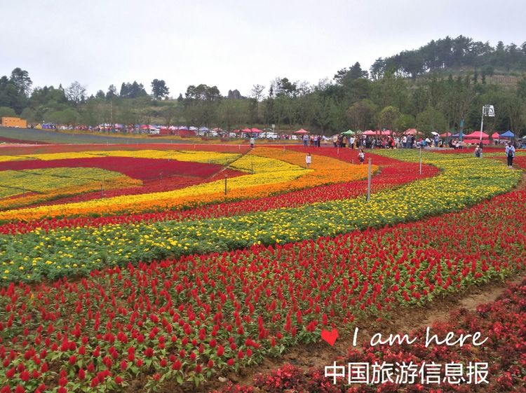 国庆长假游千年古邑赏十二塘花海瓮安迎来数十万游客