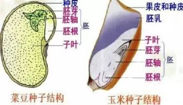 2,种子植物比苔藓,蕨类更适应陆地的生活,其中一个重要的原因是能