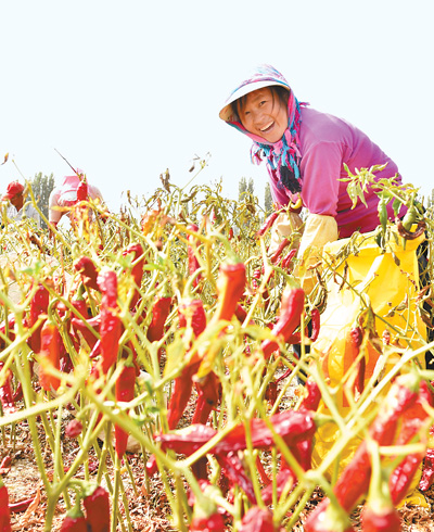 5日,新疆库尔勒焉耆县七个星镇农民在采摘色素辣椒.