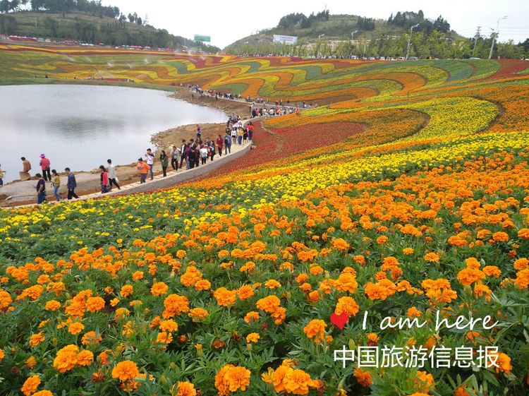 国庆长假游千年古邑赏十二塘花海瓮安迎来数十万游客