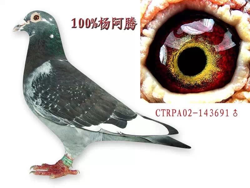 杨阿腾鸽系的特点是:嘴脸略长,额头微平,两眼在啄延长线上,鼻瘤适中