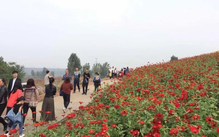 今天去汝州硕平花海,免费游览,免费吃柿子,免费.