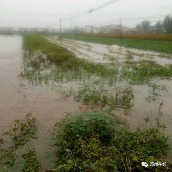 邓州持续降雨几百亩农田被淹,玉米花生遭了秧.