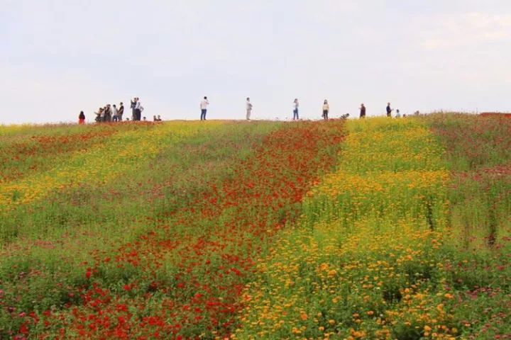 今天去汝州硕平花海,免费游览,免费吃柿子,免费.