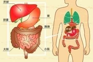 人体腹部"不起眼"的小器官,忽视它将威胁你