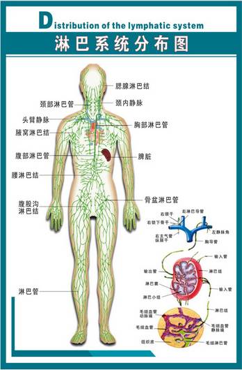 淋巴的最新护理,dds调理的作用