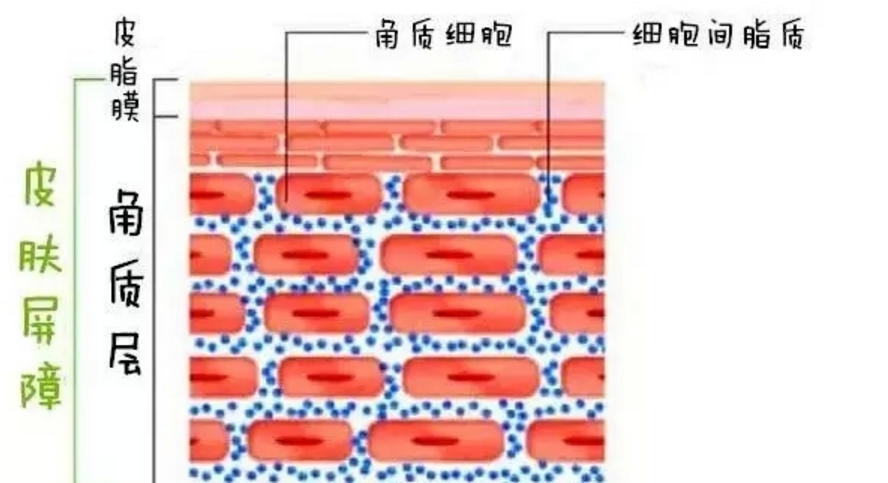 激素脸皮肤代谢周期是几天