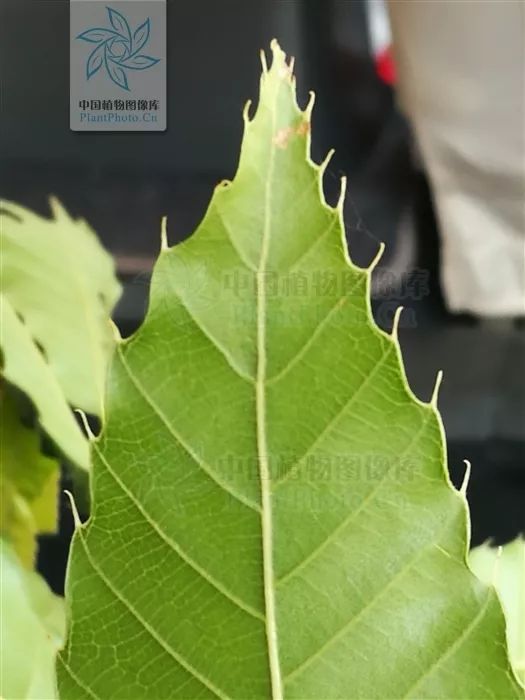 麻栎是植物园比较常见的一种壳斗科植物,叶片狭长,边缘有芒状锯齿