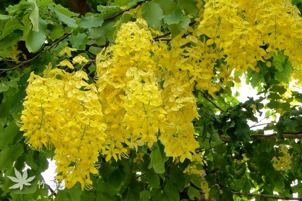 【走进泰国】泰国国花:满城尽是"黄金雨"