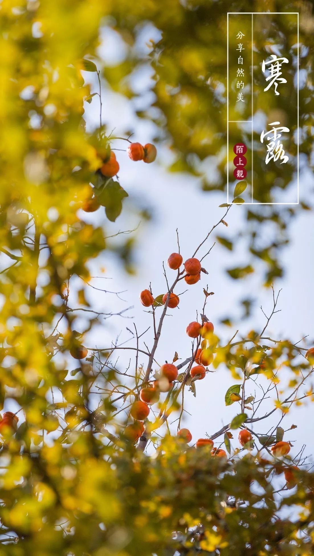 九月寒露白,六关秋草黄