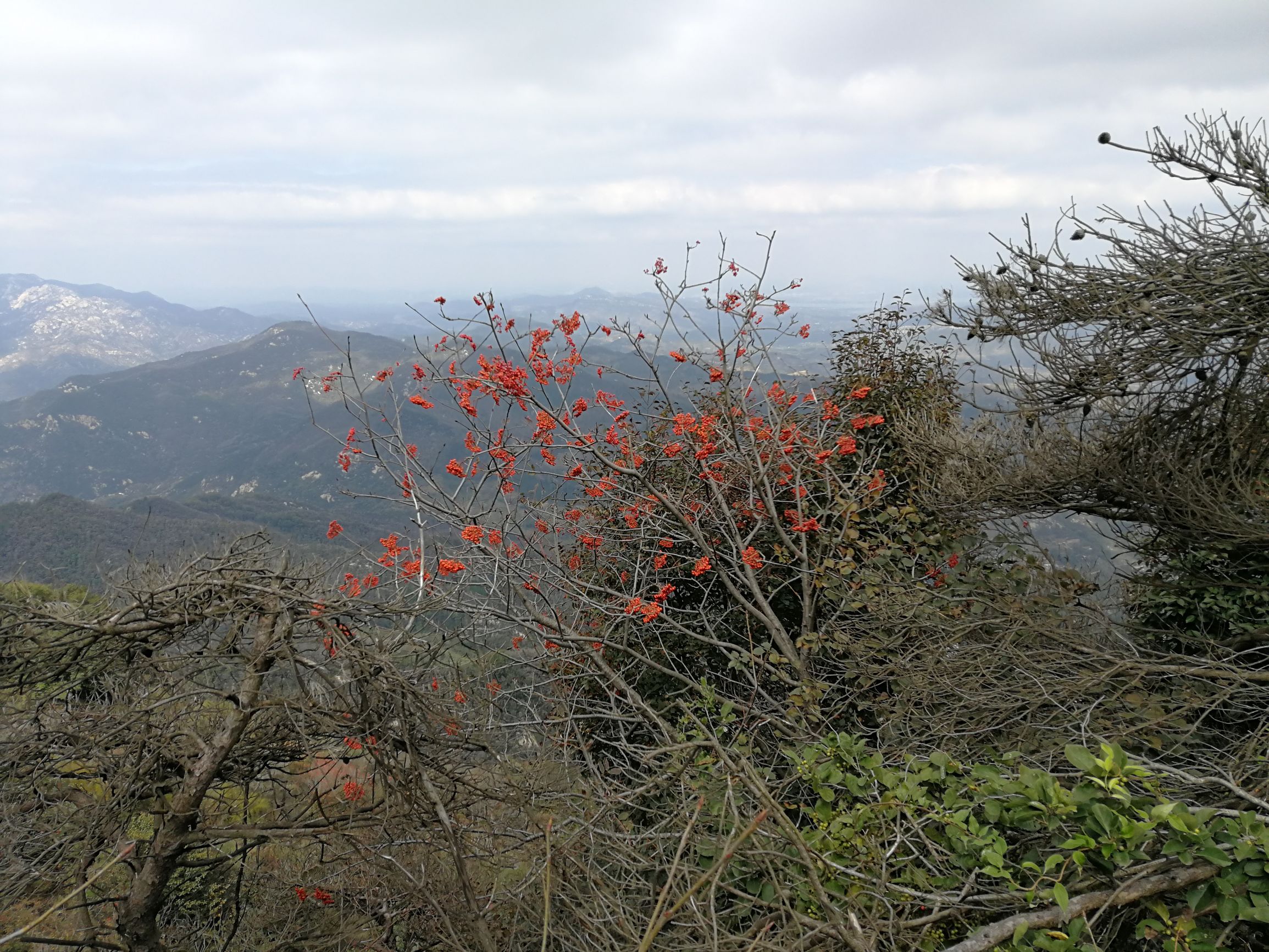 关于秋天的现代诗海子,花楸树的诗句_海子