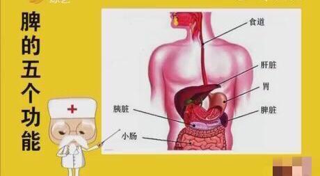 爱八方中医教你脾胃虚弱吃什么食物可以调养