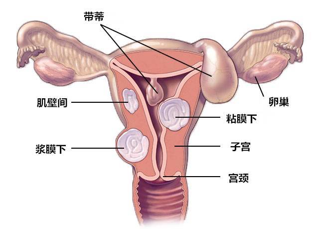 人口增长 指望 子宫(2)