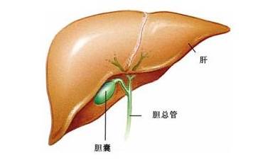 四,肝与肾的关系