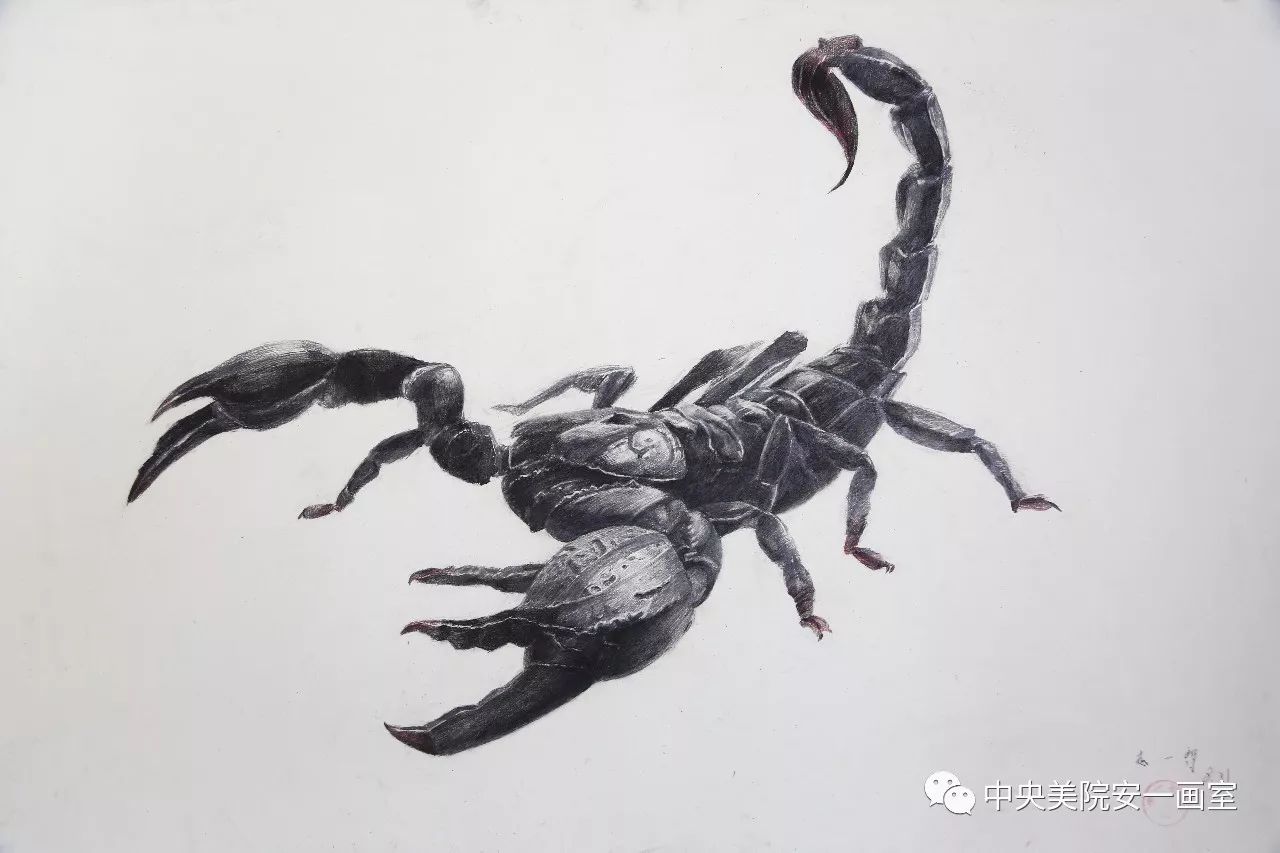 一只蝎子黑白水墨画设计透明PNG素材