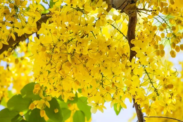 【走进泰国】泰国国花:满城尽是"黄金雨"
