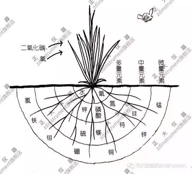 五谷丰作物的养分吸收