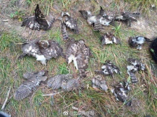 大连老铁山保护区现捕鸟网 十余只国家二级保护鸟类死亡