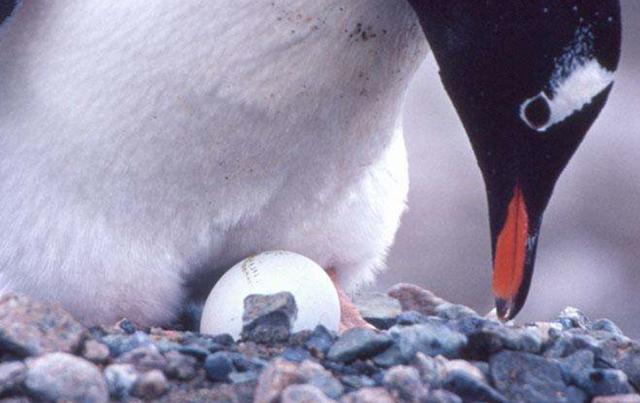 你吃过企鹅蛋嘛?巴布亚企鹅蛋发放许可允许当地居民少量捡食