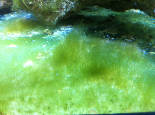 航泰水族鱼缸抑制藻类良招