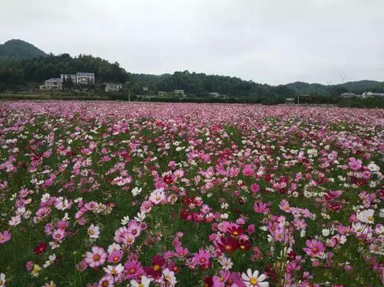 国庆去哪儿之花海篇二城中花田半