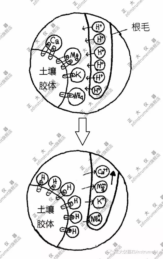 植物根尖放大后的结构图