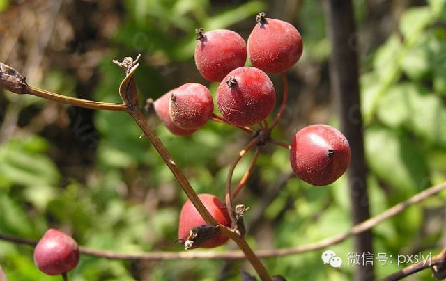 菝葜的果实学名不知,秋季成熟,如果能在树上摘到成熟的,味道相当不错