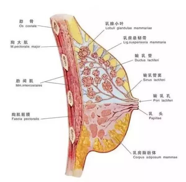 真相四:从乳房解剖上看为何食补不靠谱