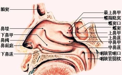 鼻子吸气里面疼怎么办