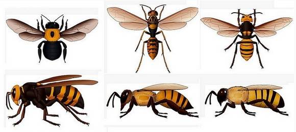 东方蜜蜂亚种究竟有多少种?怎么分布?老蜂农都不清楚!