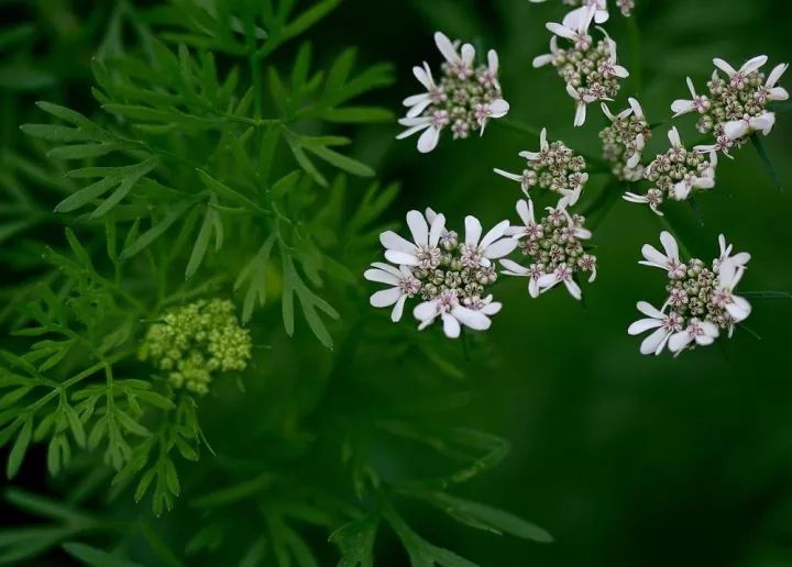 识花香菜花