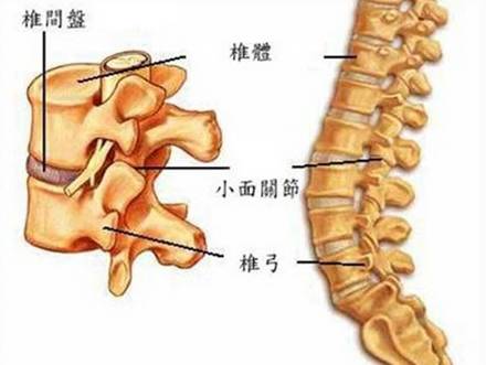 注:颈椎c,胸椎t,腰椎l,骶椎s返回搜狐,查看更多