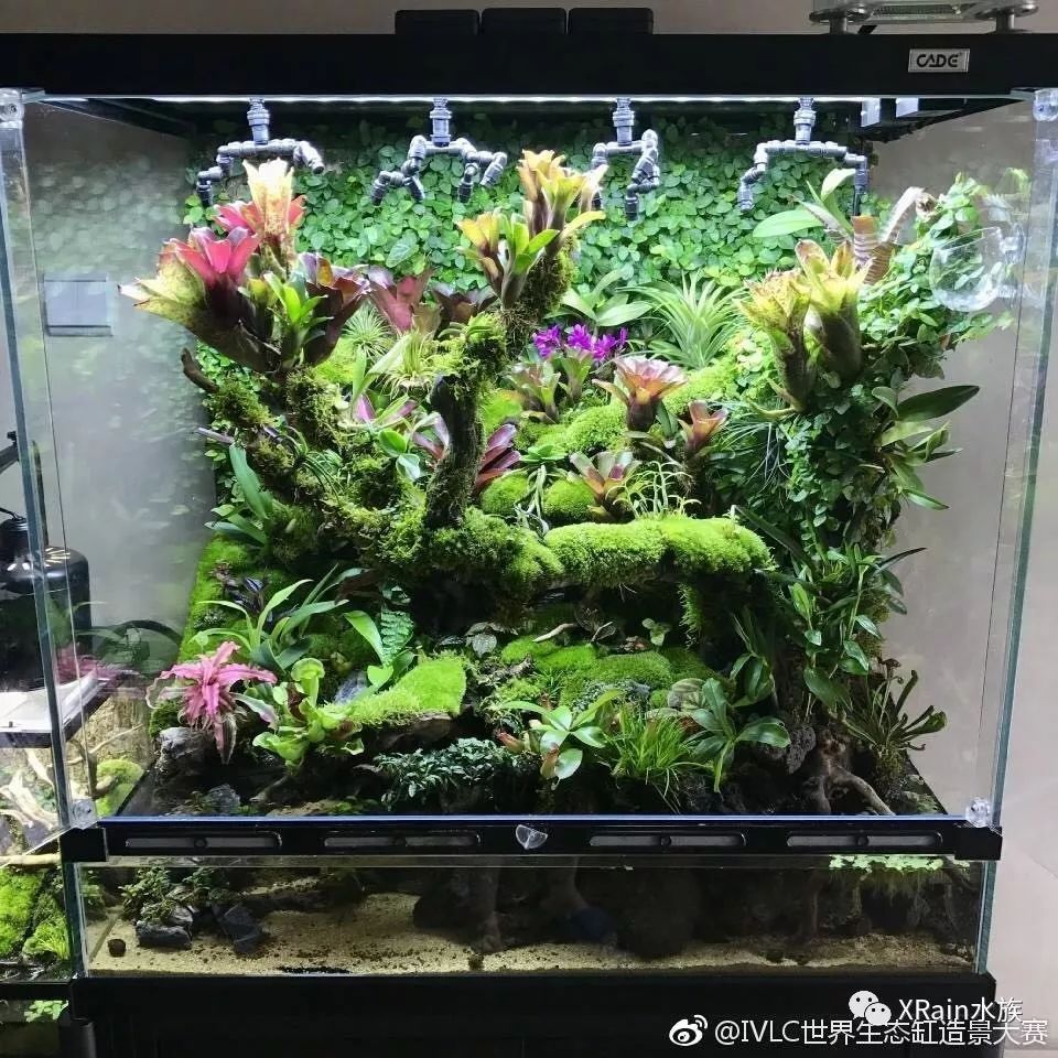 宠物 正文  底部种植介质:赤玉土,泥炭土 植物种类:积水凤梨,空气凤梨