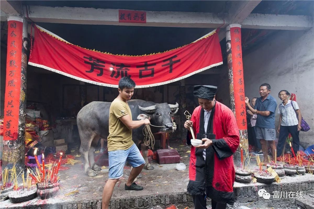 有砍牛祭祖—古代祭祀活动最高礼节"血祭,就是将牲畜的血洒在神像前