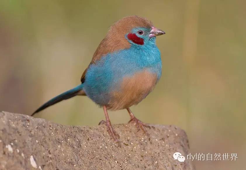 【rlyl物种说】今日--红颊蓝饰雀(red-cheeked cordon