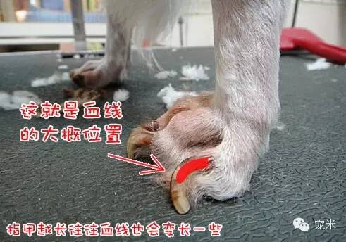 血线是是犬趾甲内空隙中,有血管和神经通过的部分.