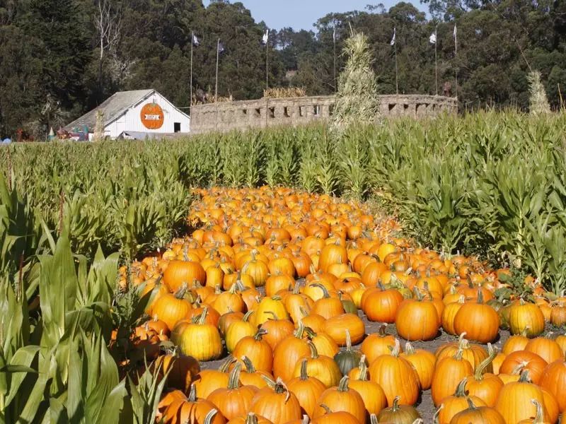 来体验丰收季的美帝农家乐湾区最全南瓜田pumpkinpatch地图