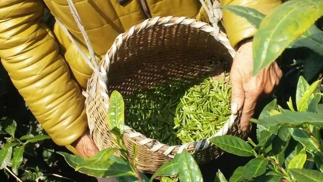 鍚変粬寮瑰敱鍘熷敱鏇茶_铡刀铡人头图